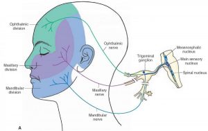 Neck pain and tension headaches – PhysioWellness